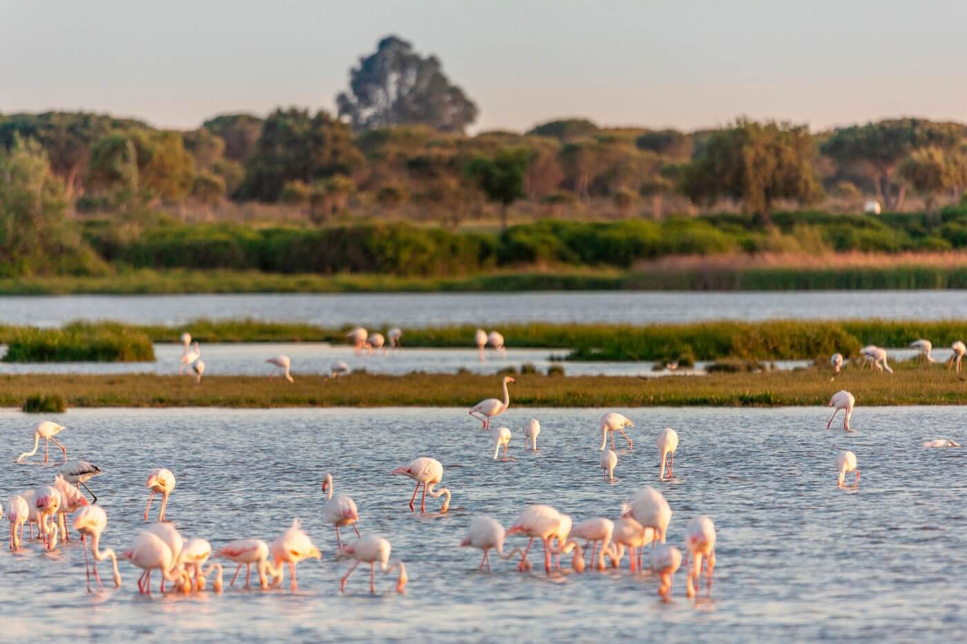 Flamencos en Parque Nacional de Doñana